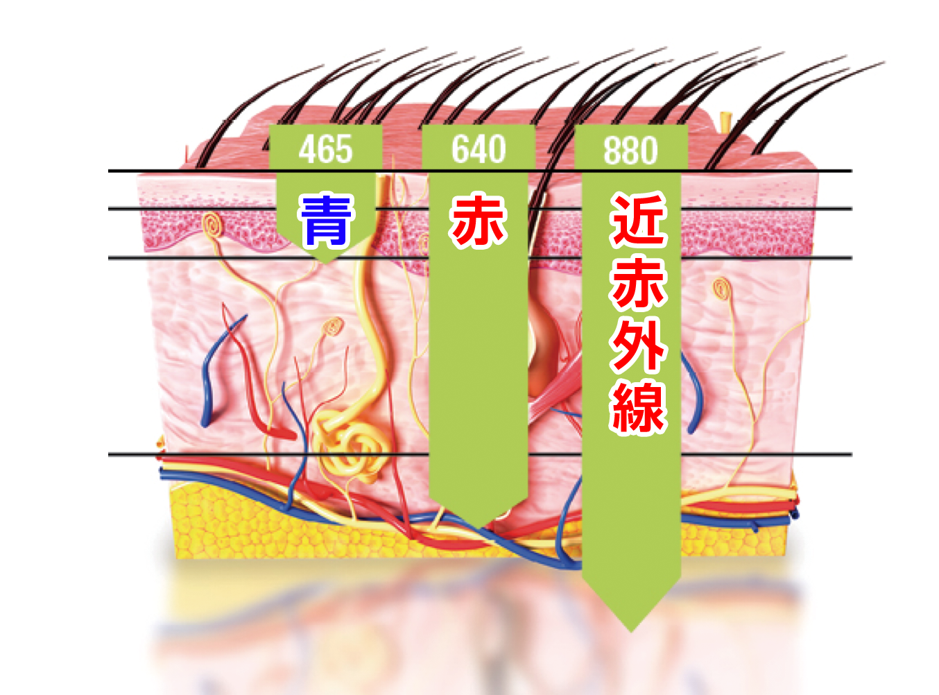 3種の波長
